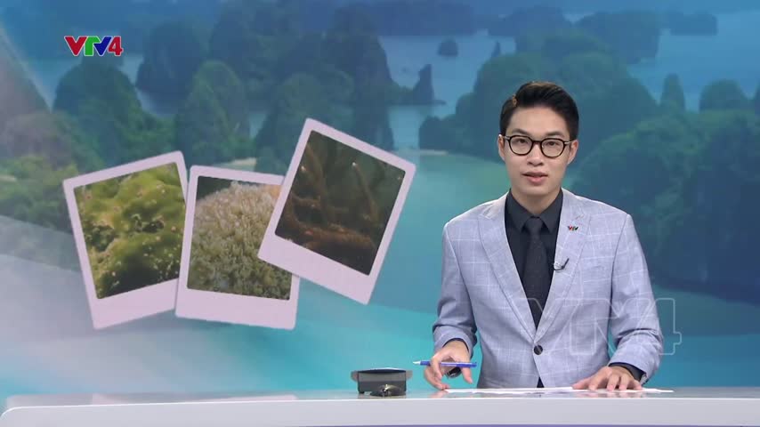 San hô hồi sinh trong lòng di sản Vịnh Hạ Long