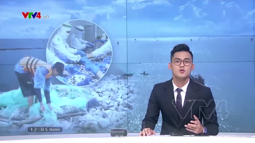 Cơ hội phát triển ngao nuôi bền vững