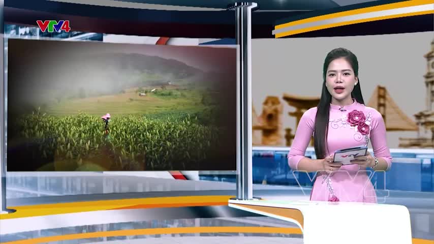 Mùa hoa Ly trên vùng cao