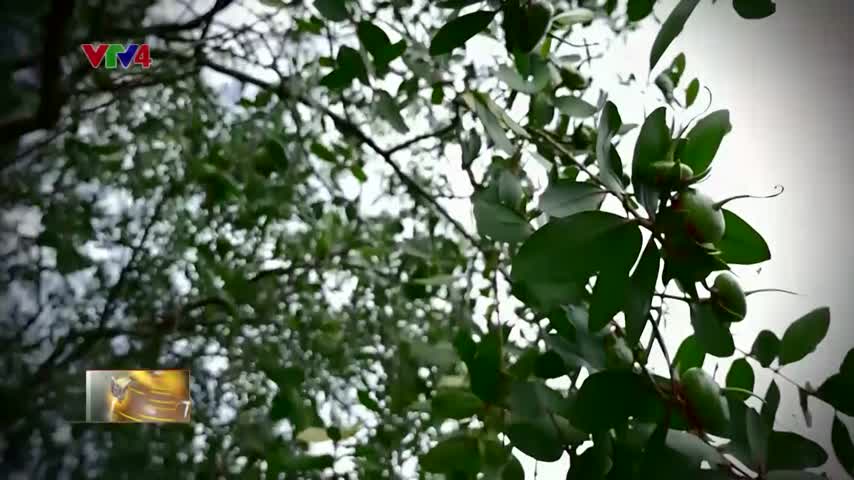 Tiêu điểm: Điểm sáng Lâm nghiệp Việt Nam