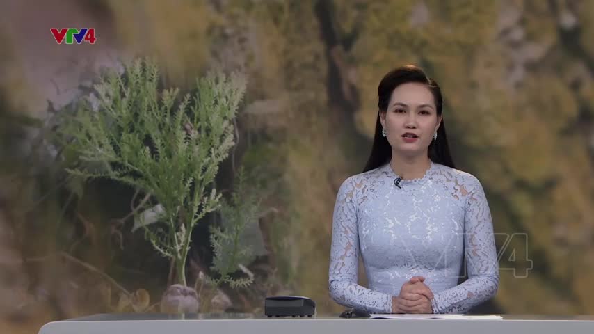 Nỗ lực bảo tồn cây Thủy Tùng